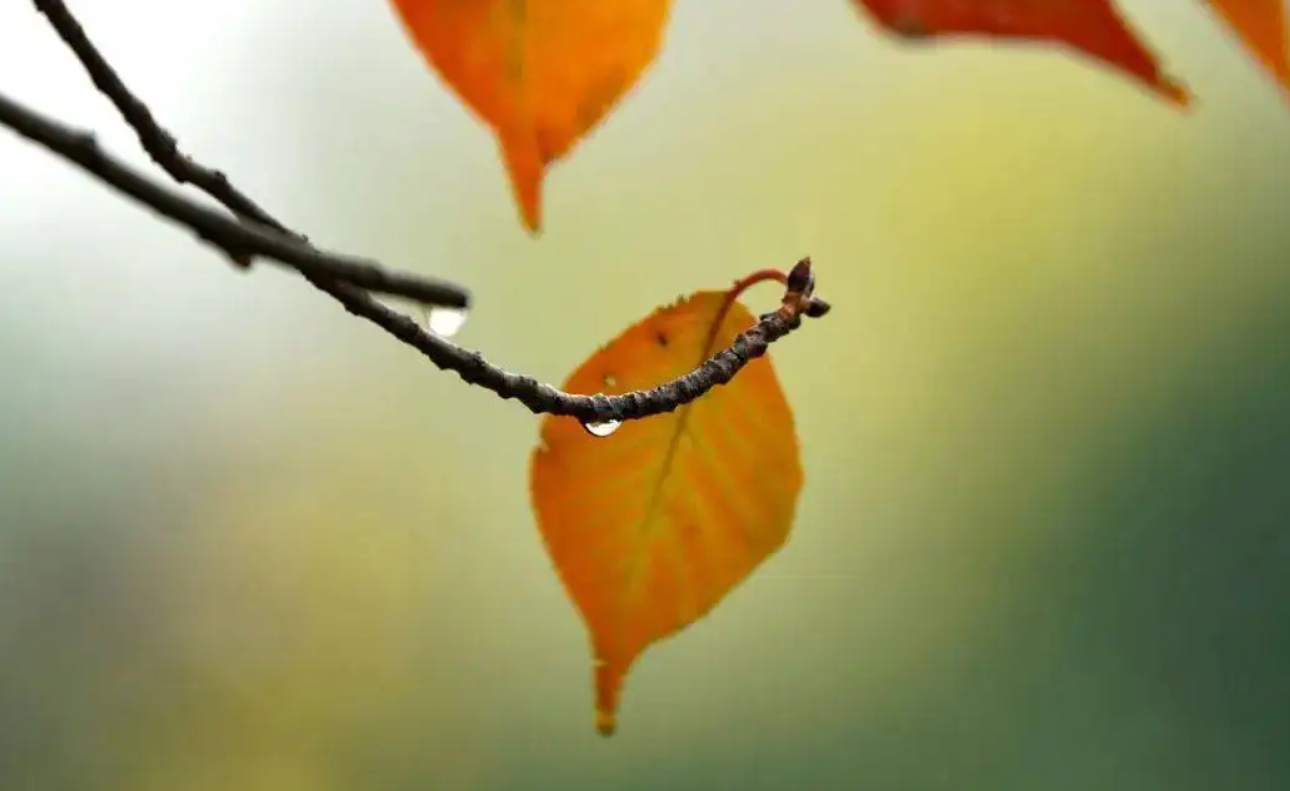 Welke bril zou u in de herfst dragen?